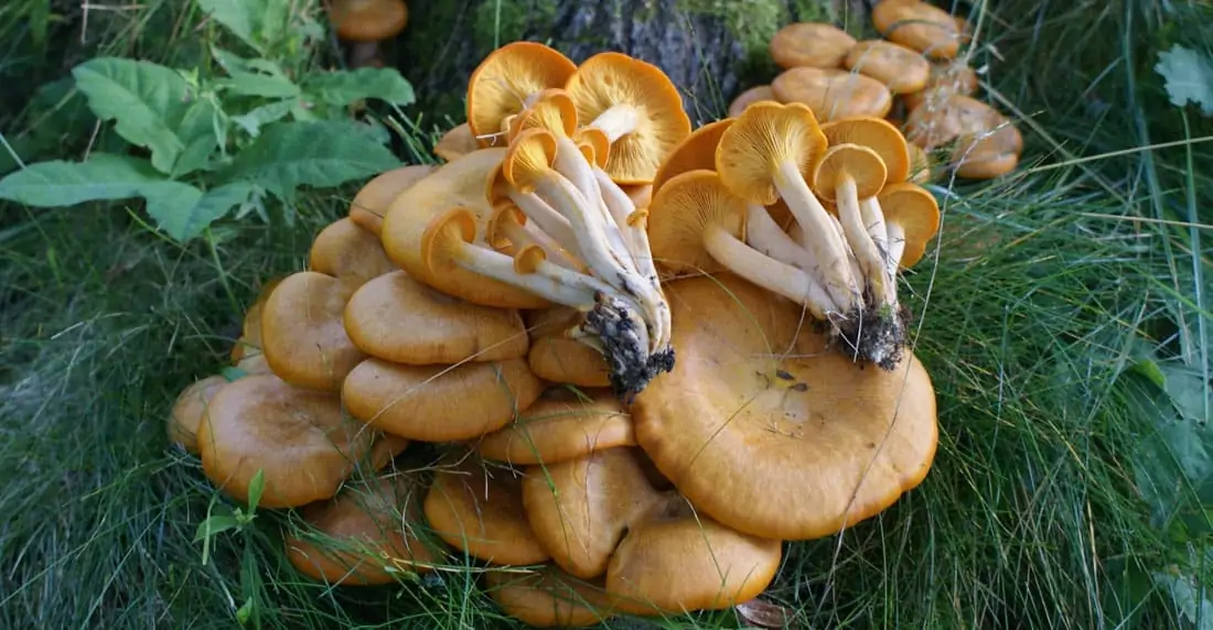 Poisonous-mushrooms Poisonous mushrooms