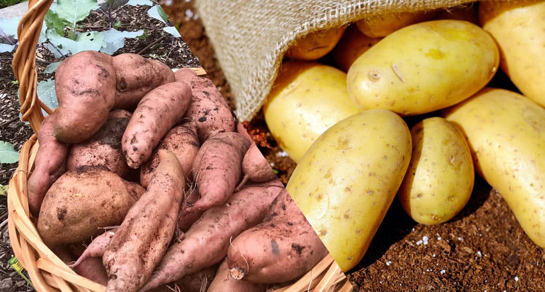 White Potato or Sweet Potato?