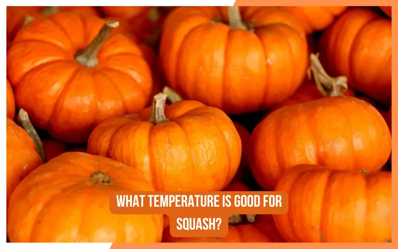 What Temperature Is Good For Squash?