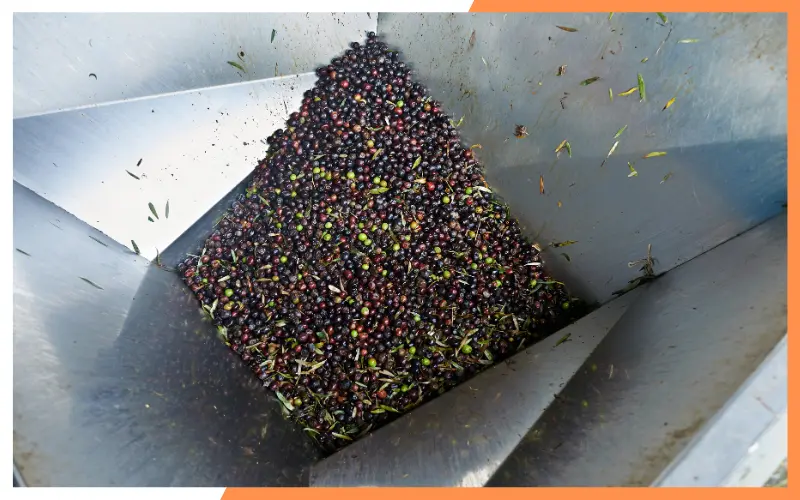 A Comprehensive Guide to Making Sunflower Oil on Your Own 15 Oil Press for sunflower oil making